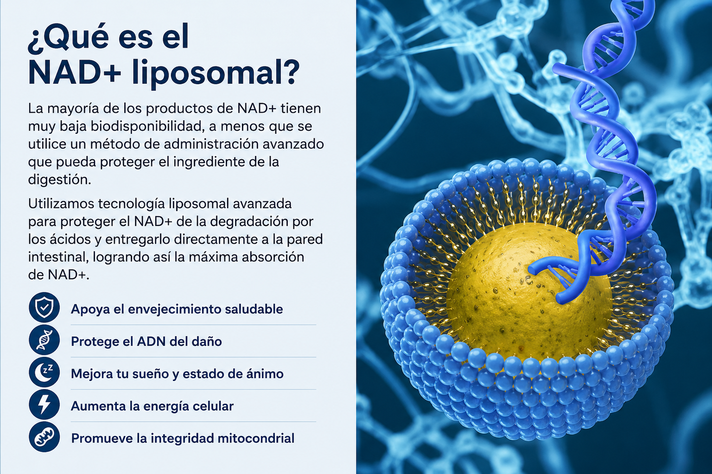 NAD+ con Resveratrol  | Energía Celular y Longevidad